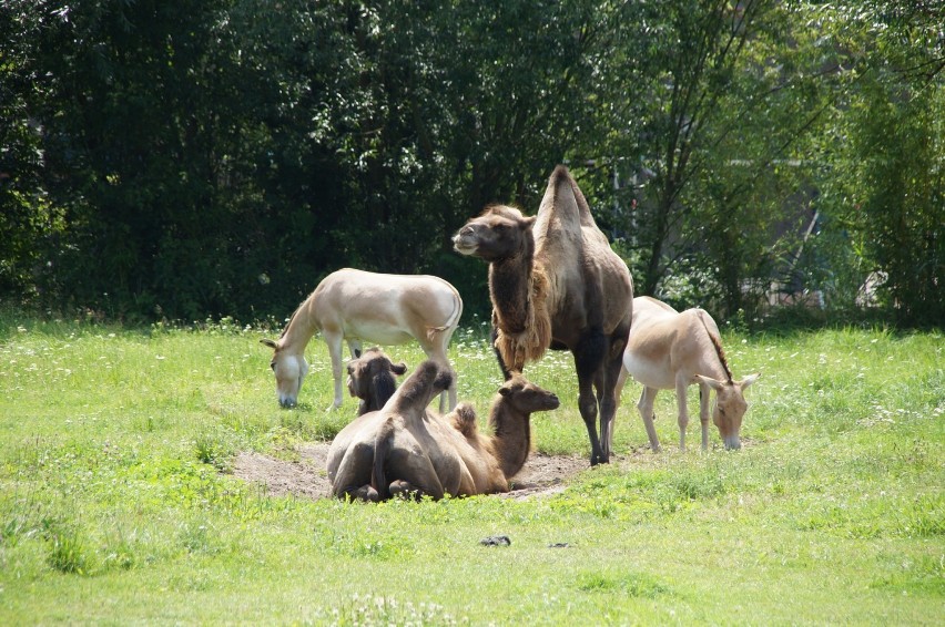 Zdjęcia z wizyty w zoo oraz z Testu Coopera