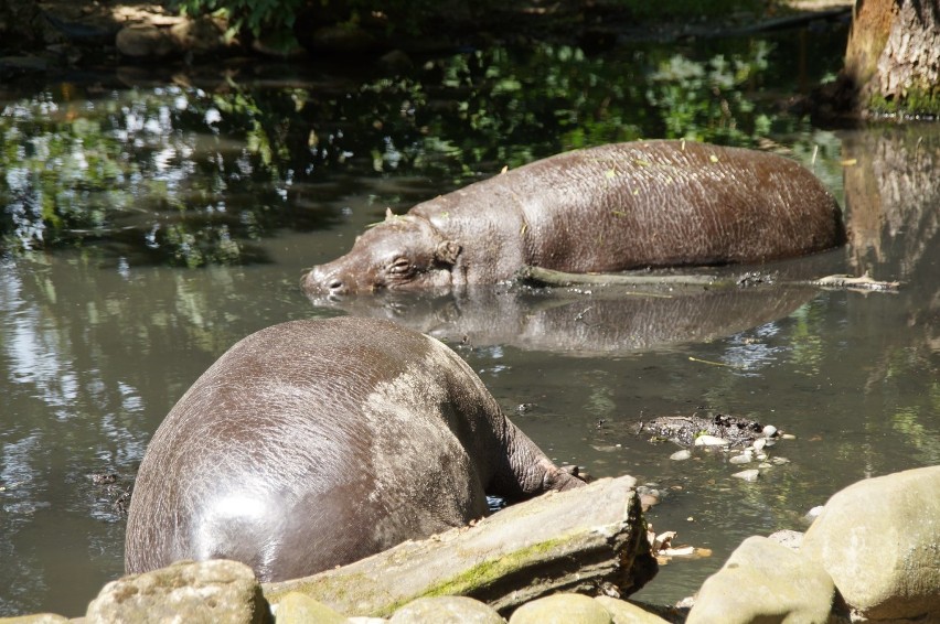 Zdjęcia z wizyty w zoo oraz z Testu Coopera