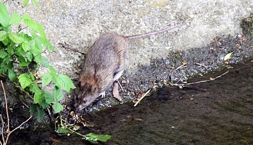 Szczur w Parku Poetów w Zielonej Górze