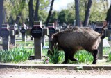 Dzik biegał po cmentarzu wojennym w Piotrkowie. Polowanie straży miejskiej i weterynarza [ZDJĘCIA, FILM]