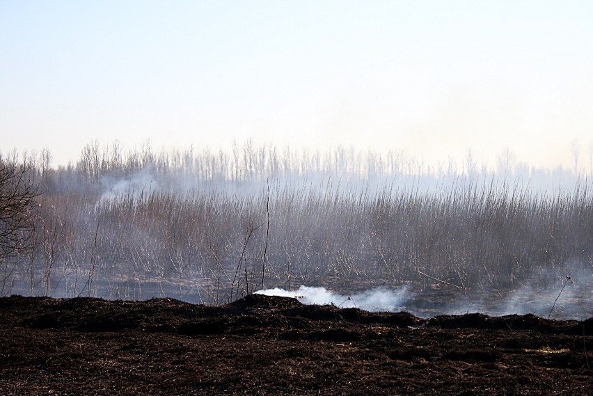 Wielki pożar koło Głogowa. Ogień wypalił 30 hektarów traw