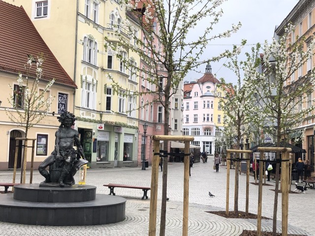 Kwitnące wiśnie ozdobne wokół pomnika Bachusa oraz przy ulicy Żeromskiego w Zielonej Górze