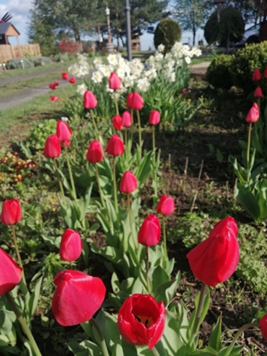 Zdjęcia kwiatów z ogrodu w Olszynce w gm. Orły, niedaleko...