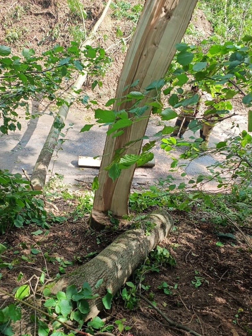 W Łękach Dolnych drzewo śmiertelnie przygniotło 45-latka