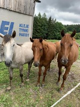 Zaginęło sześć koni z Rancho Panderoza. Widziałeś je? 