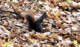 Wiewiórki w legnickim parku robią zapasy! Nadchodzi zima? zobaczcie zdjęcia