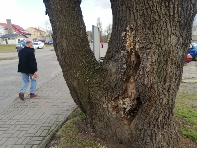 Dąb rosnący przy goleniowskim Turzynku zagraża przechodniom i handlowcom