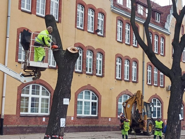 Przy starostwie powiatowym w Głogowie wycinają stare drzewa