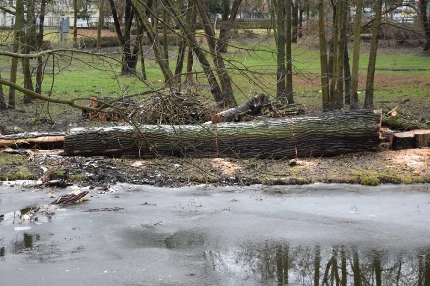 Po styczniowej wycince drzew park wyglądał fatalnie.