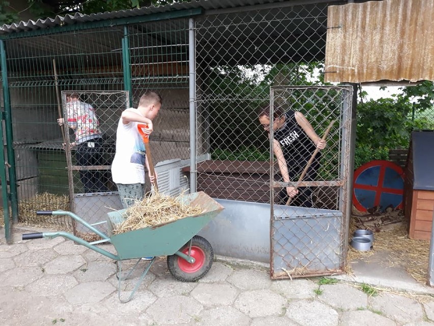 Klub Szkolnego Wolontariatu działający przy Szkole Podstawowej nr 4 odwiedził przytulisko w Rakoniewicach! [ZDJĘCIA]