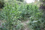 Nielegalna plantacja narkotyków koło Starachowic