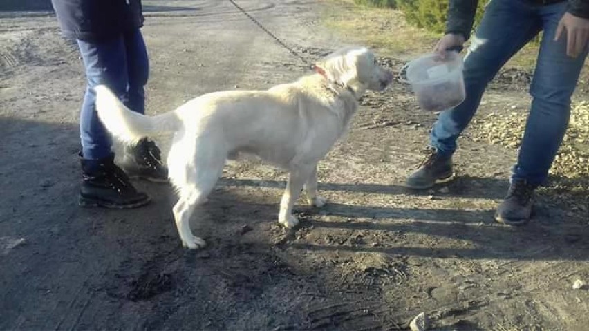 Uwaga! Poszukiwany właściciel psa znalezionego w Broniszewicach!