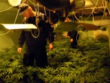 Gigantyczna plantacja marihuany - 900 krzewów i 20 kg suszu. Wpadli plantatorzy z Warszawy [WIDEO]