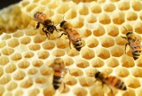 Pszczoła za szybką. Ul ze szkła w skansenie w Parku Śląskim. 3 lipca Dzień Miodu