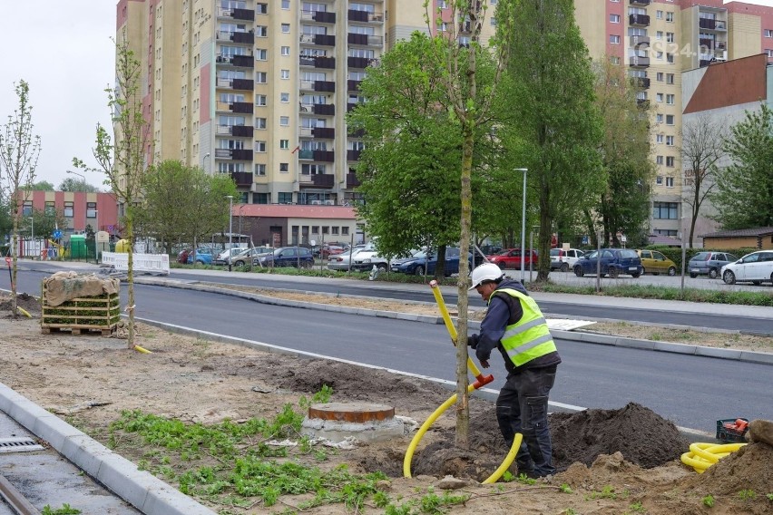 Nasadzenia przy okazji remontu ul. Szafera w Szczecinie