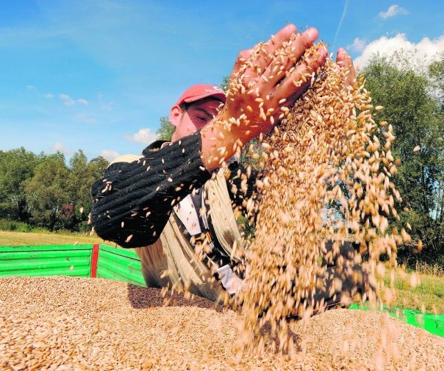 Tegoroczne plony wszystkich zbóż oprócz rzepaku są na  średnim poziomie