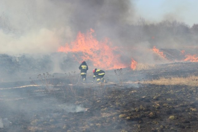 Pożar w Bemowiźnie. Pożar traw zagroził domom