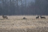 Wilki "złapane" w obiektyw. Odpoczywały niedaleko Świebodzina! Watahę sfotografował Czytelnik Łukasz Szewczyk