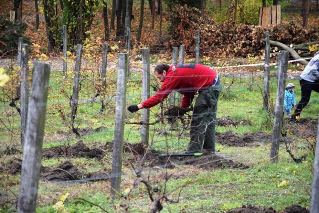 Czytaj także:
Jak postępują prace na terenie Winnego Wzgórza? [ZDJĘCIA]