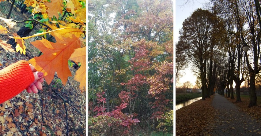Jesień w Lipnie i okolicy. Zobaczcie zdjęcia kolorowej pory...