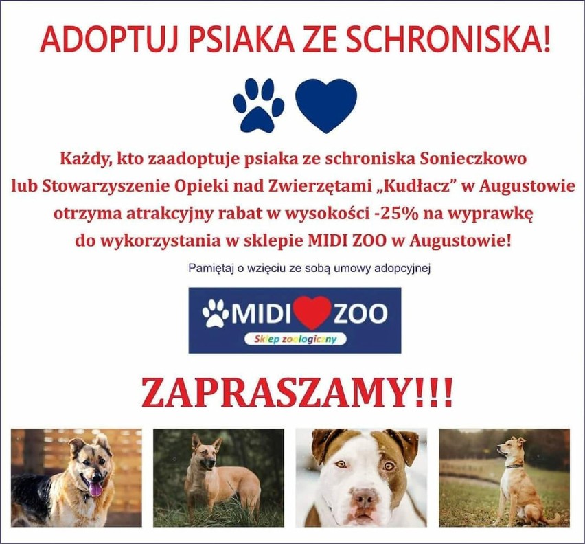 Bezdomne psy z Ełku trafią do Sonieczkowa    