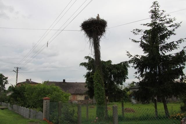 Monitoruja bocianie gniazda w gminie Poddębice [zdjęcia]