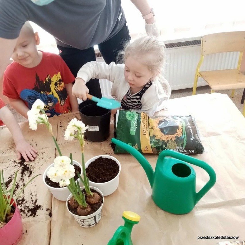 Powitanie wiosny w staszowskim przedszkolu numer 3. Dzieciaki uczyły się sadzić roślinki (ZDJĘCIA)