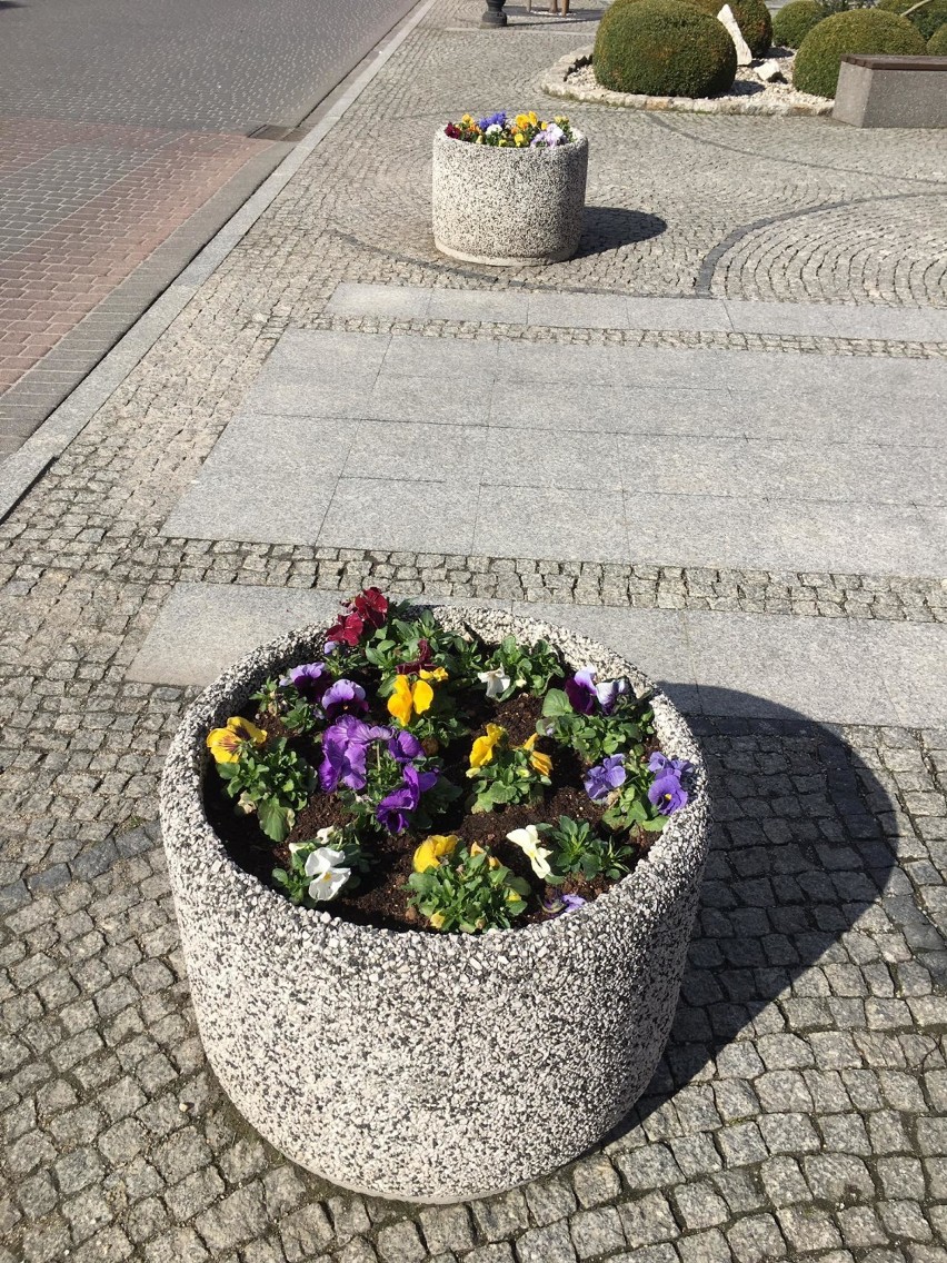 Pleszew. W mieście robi się wiosennie. W Pleszewie posadzili bratki. To już tradycja