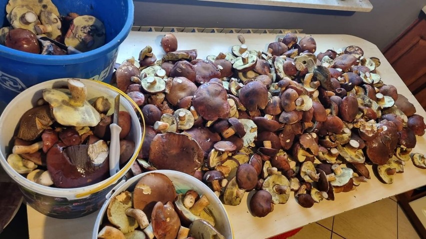 To był prawdziwy wysyp grzybów. Zobaczcie ZDJĘCIA naszych czytelników z powiatu sieradzkiego i poddębickiego