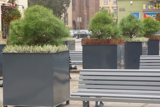 Główny Rynek w Kaliszu. Iglaki zastąpiły lipy