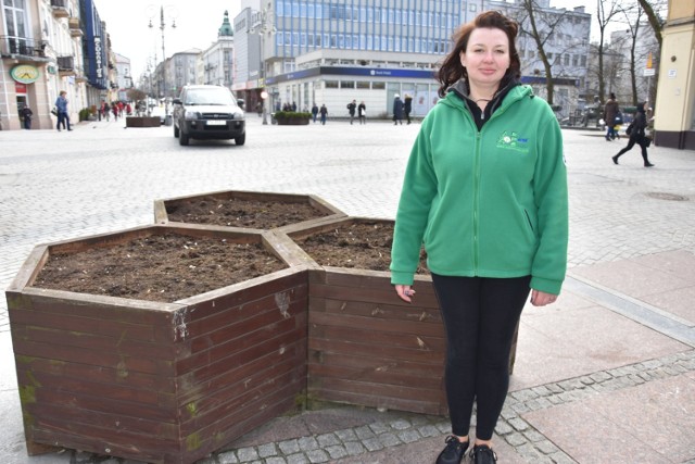 W donicach na deptaku będziemy tworzyć kompozycję z roślin letnich dopiero pod koniec maja i w czerwcu-przyznaje Ewa Sołowow-Pawelec z Rejonowego Przedsiębiorstwa Zieleni i Usług Komunalnych w Kielcach.