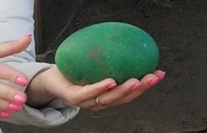 Anna Marciniak z Parku Krasnala w Nowej Soli prezentuje jajo...