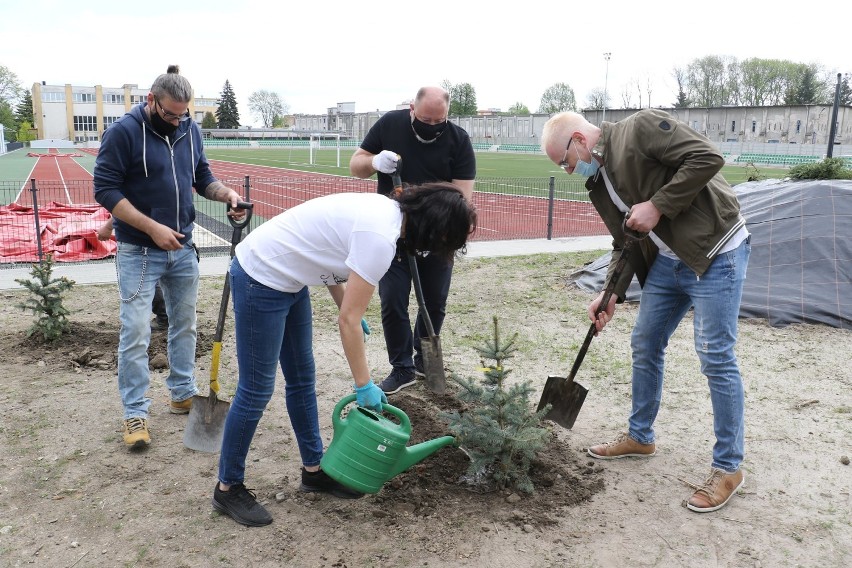 W Jarosławiu posadzili 86 drzew. Na stadionie, osiedlach i ulicach [ZDJĘCIA]