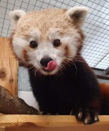 Warszawskie ZOO ma nową mieszkankę. To urocza panda ruda. "Jest przyjazna, odważna i ciekawska"