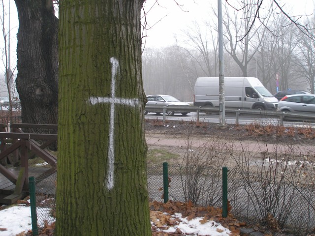 Krzyże na drzewach we Wrocławiu