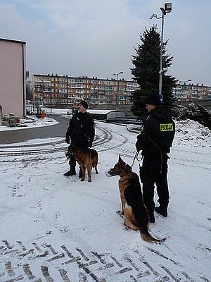 Jastrzębie: Policyjne psy na szkoleniu. Ares i Lupo już sporo potrafią  FOTO