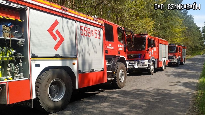 Pożar lasu na trasie Konopnica - Bębnów. Powrócił podpalacz?[FOTO]