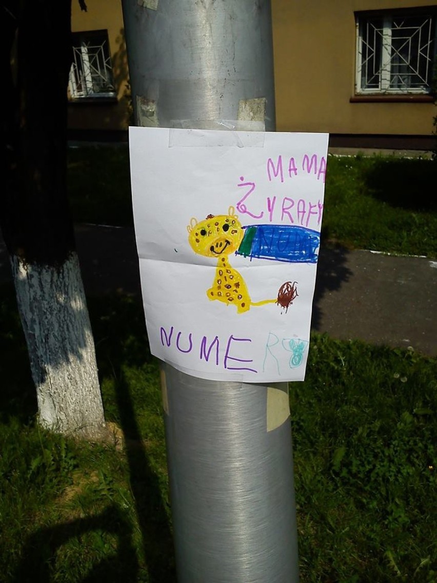 Przedszkole Miejskie nr 57 w Sosnowcu: Gdzie jest mama żyrafy? OGŁOSZENIE
