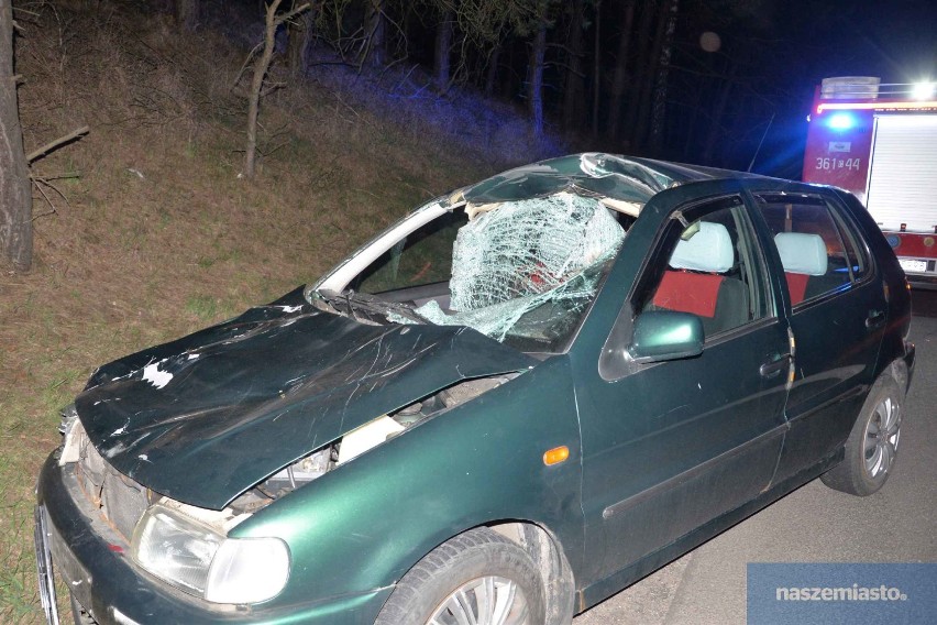 Wypadek na drodze Włocławek - Kowal. Dwa samochody uderzyły w łosia. 23-latek w stanie poważnym [zdjęcia]