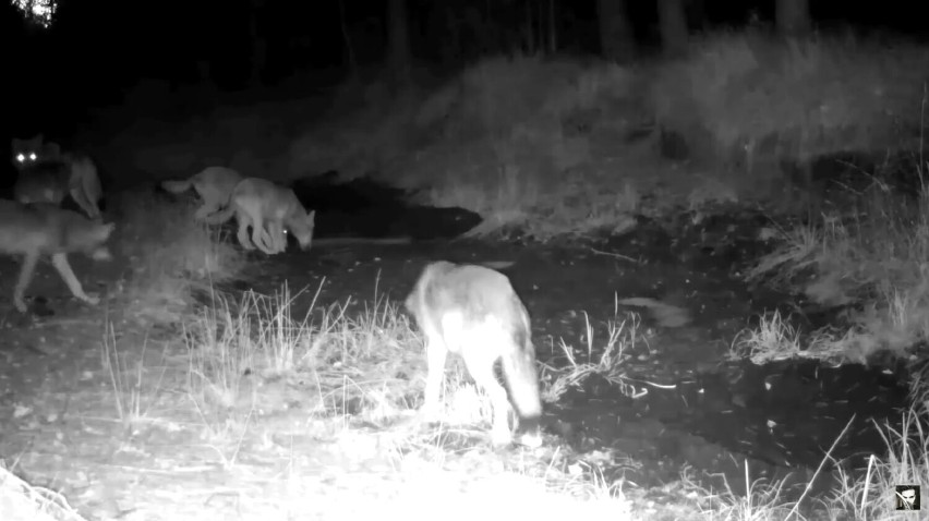 W lesie pod Częstochową żyje dzik bez jednej nogi. Od początku czuwa nad nim rodzina