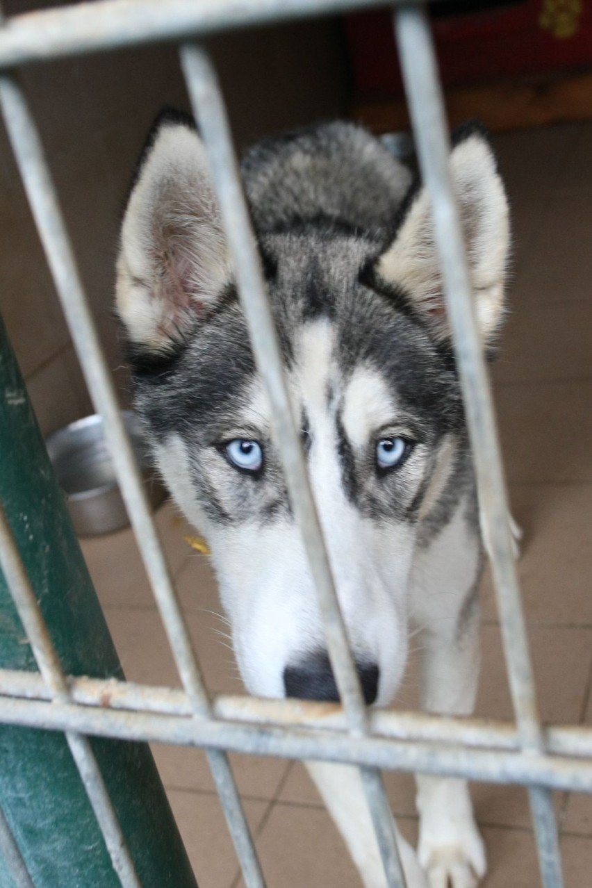 Mecz o Psią Krew w Gdyni. Komicy i raperzy zagrają dla bezdomnych zwierząt. Na boisku Abelard Giza, Bedoes, Jan-rapowanie, Tymek i inni