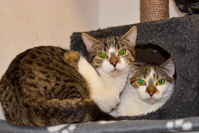 8 sierpnia jest obchodzony Międzynarodowy Dzień Kota. W Schronisku dla Bezdomnych Zwierząt w Radomiu jest bardzo dużo kotów, które czekają na swoje rodziny. Zobaczcie jakie są piękne. Może któryś z nich Wam się spodoba i podarujecie mu dom. >>>ZOBACZ KOTKI NA KOLEJNYCH SLAJDACH