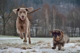 Gdzie wybrać się na spacer z psem? Wybiegi dla czworonogów w Lublinie i okolicy