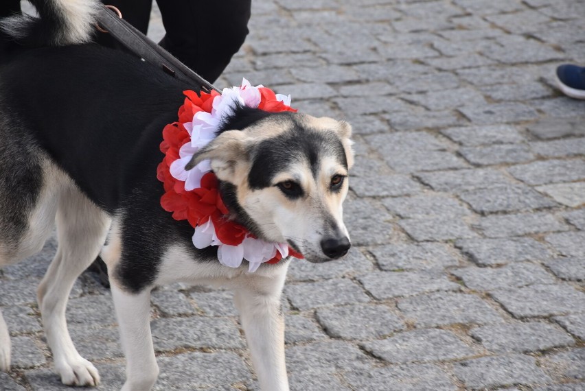 Gniezno. Przebiegłeś Bieg Niepodległości 2021? Poszukaj siebie na zdjęciach! [FOTO]