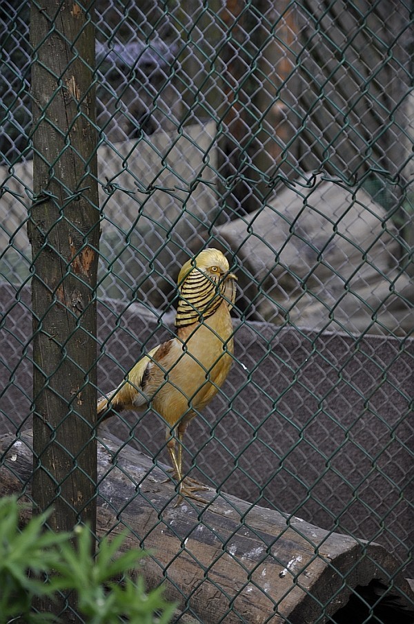 Pasjonat z Przyborowa prowadzi własny ogród zoologiczny