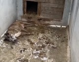 Gmina Kiszkowo. Fatalne warunki dla psów na terenie jednej z posesji. Jeden nie żyje