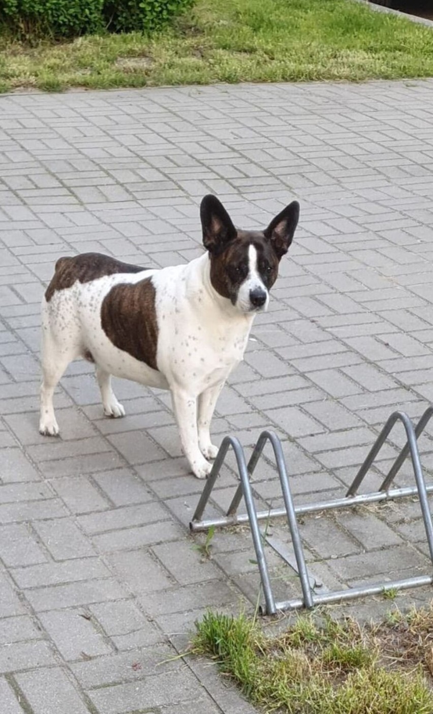 Najsłodsze psiaki w Częstochowie! Zobacz galerie czworonogów z naszego miasta stworzoną z okazji Dnia Psa