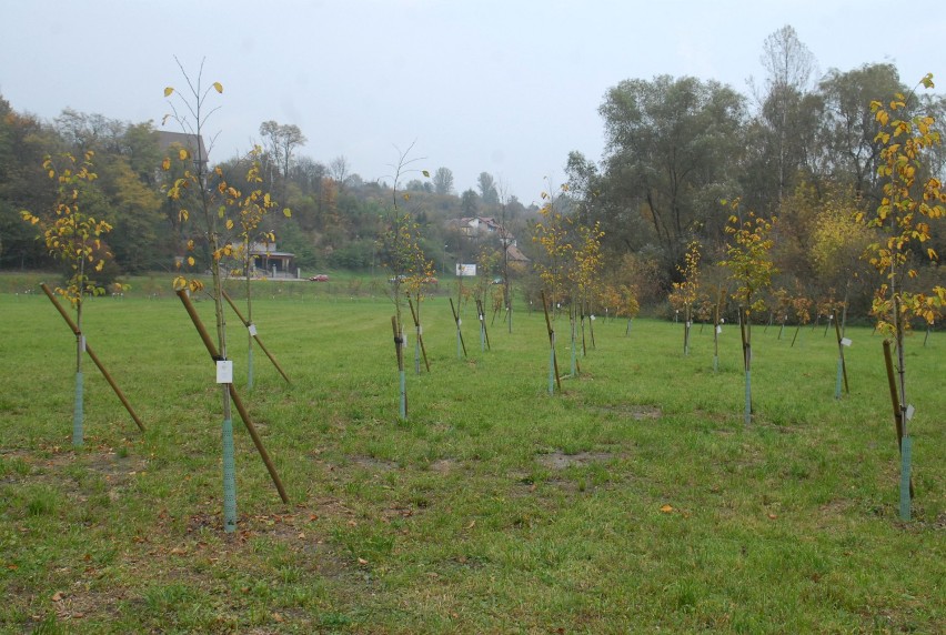 Krakowianie zasadzili drzewa na pamiątkę narodzin swoich dzieci [ZDJĘCIA]