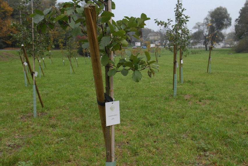 Krakowianie zasadzili drzewa na pamiątkę narodzin swoich dzieci [ZDJĘCIA]