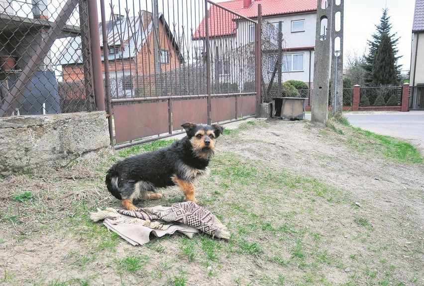 Bumcyk, kundelek koczujący pod płotem, na zabiedzonego nie...